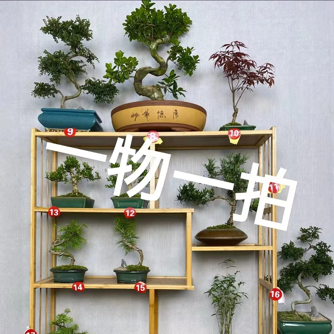 【木木】桌面盆景【一牜勿一拍，50-90价位，找相应价格下单】