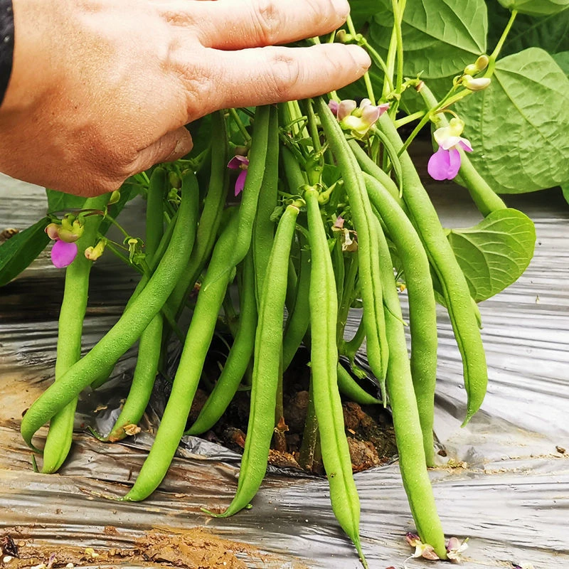 无架豆角种子早熟地豆四季豆种子高产矮生不用搭架可盆栽蔬菜种子