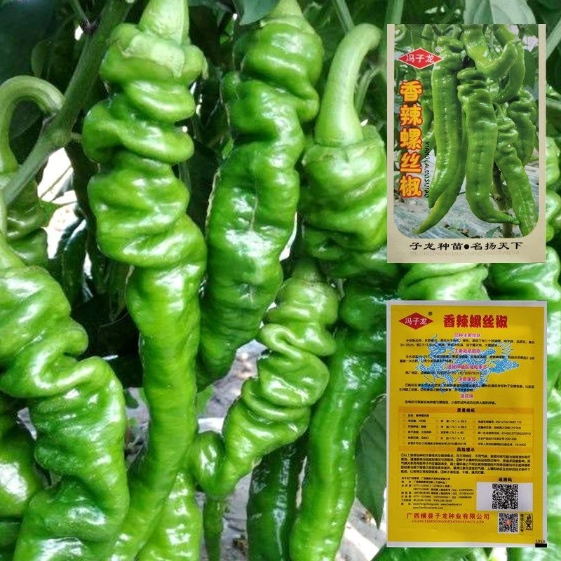 螺丝椒种子金螺丝青椒猪大肠辣椒种孑四季全国春季夏季秋季冬高产
