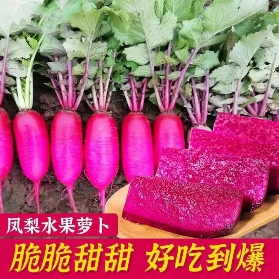 凤梨红心水果萝卜种子红皮满堂红心里美萝卜籽种子500粒