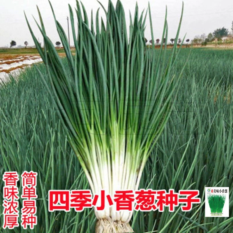 小香葱种子四季阳台室内庭院盆栽小葱香葱蔬菜种子四季中秋好物