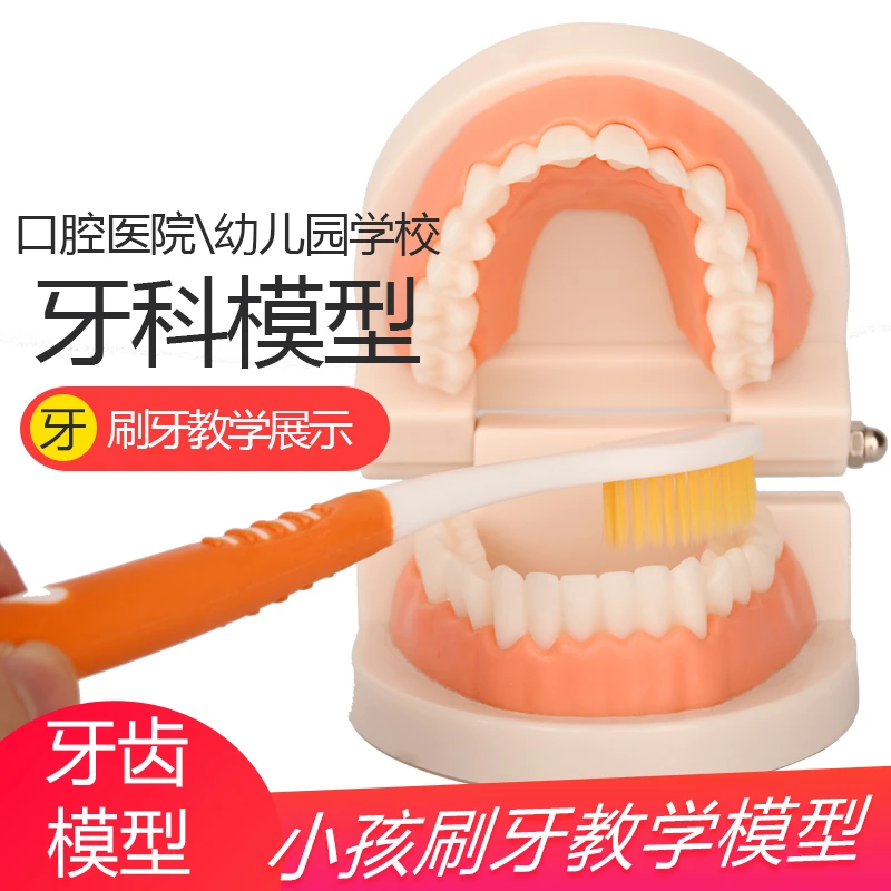 牙齿模型幼儿园早教刷牙科标准两倍假牙儿童宝宝练习口腔教学道具
