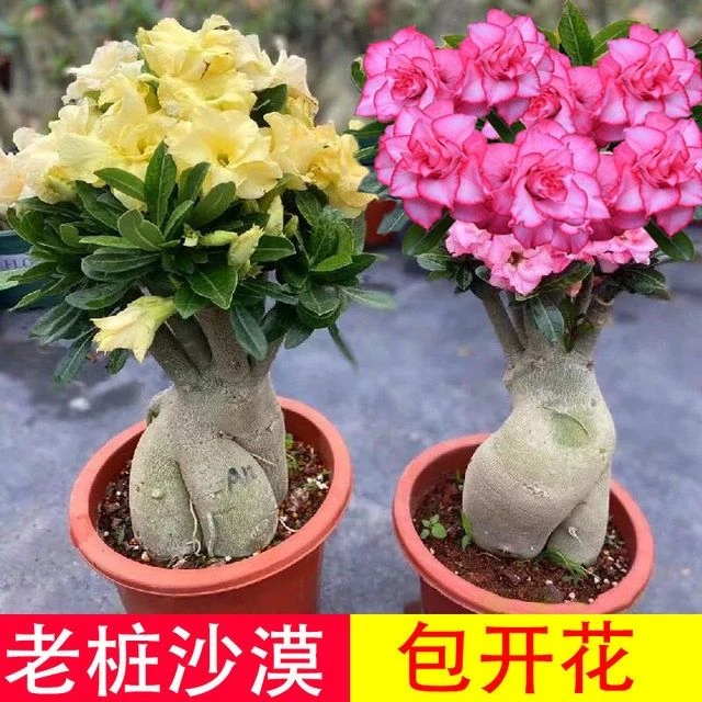 买一送一重瓣沙漠玫瑰盆栽四季开花好养老桩室内