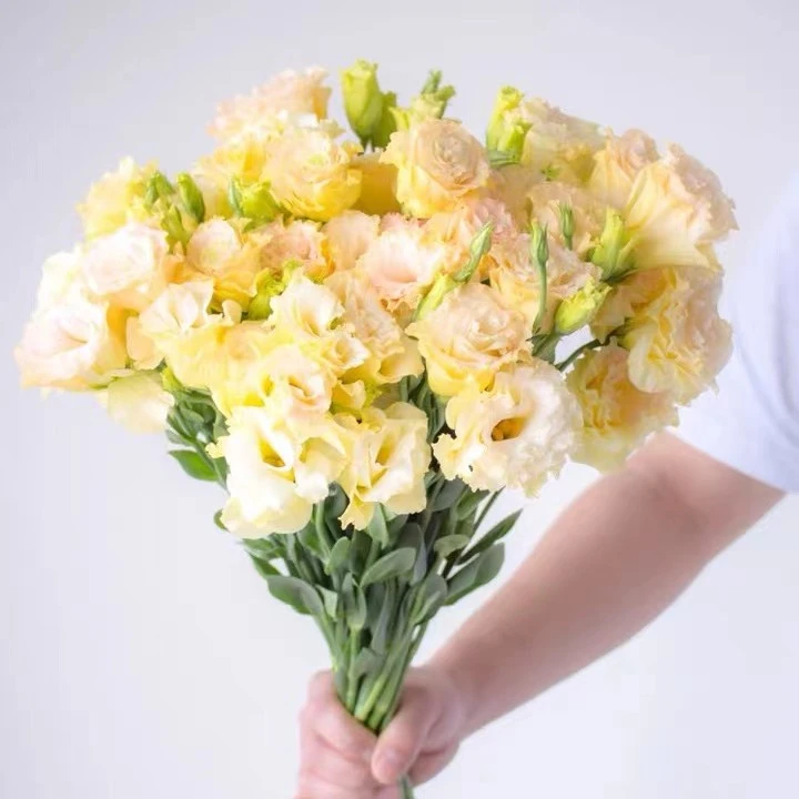 洋桔梗龙胆鲜切花 办公室家用客厅花瓶插花 云南昆明基地直发新鲜