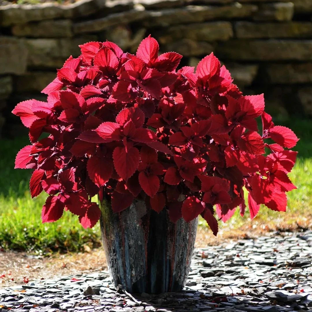 BLD/贝利得【彩叶草】观叶花草多彩鲜艳阳台庭院耐热好养景观造景