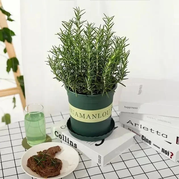 BLD/贝利得【迷迭香】芳香植物提神趣味驱蚊可观可食阳台庭院盆栽