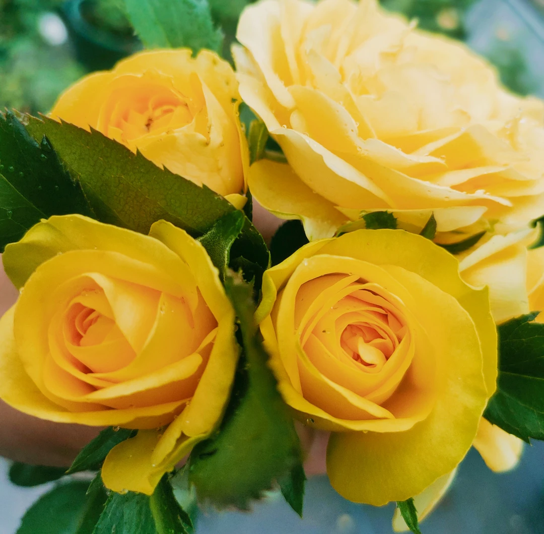 澳洲热情，浓香型，大花黄色