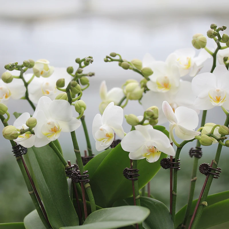 承与霖【一物一拍1980】蝴蝶兰网红花桌面摆花公司前台