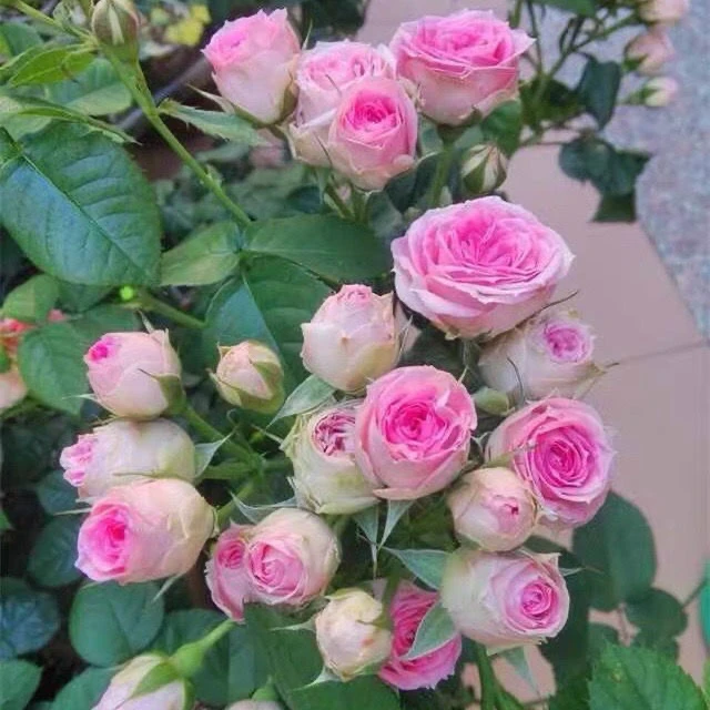 粉多头 灌木多头 切花 开花多 少刺 月季 小苗