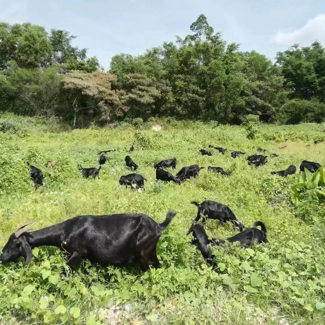 小耳朵土黑山羊（肉清香无膻味）大山散养现称现卖