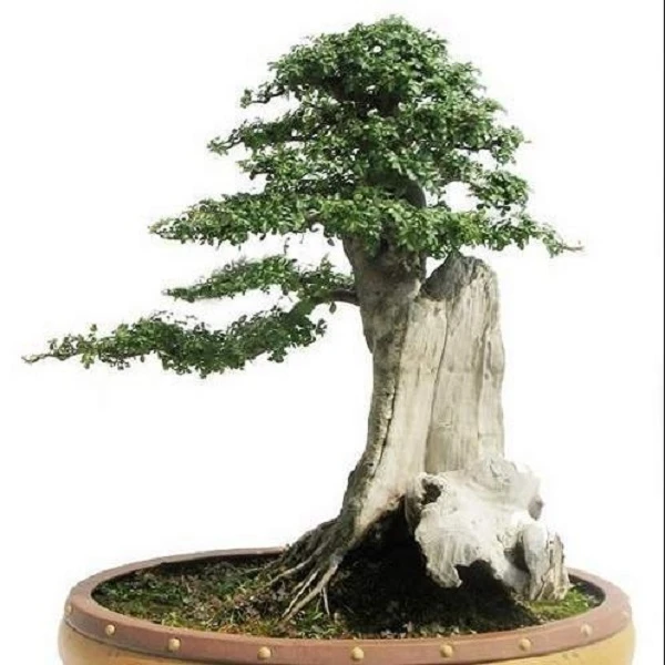 无品牌对节白蜡盆景树包邮