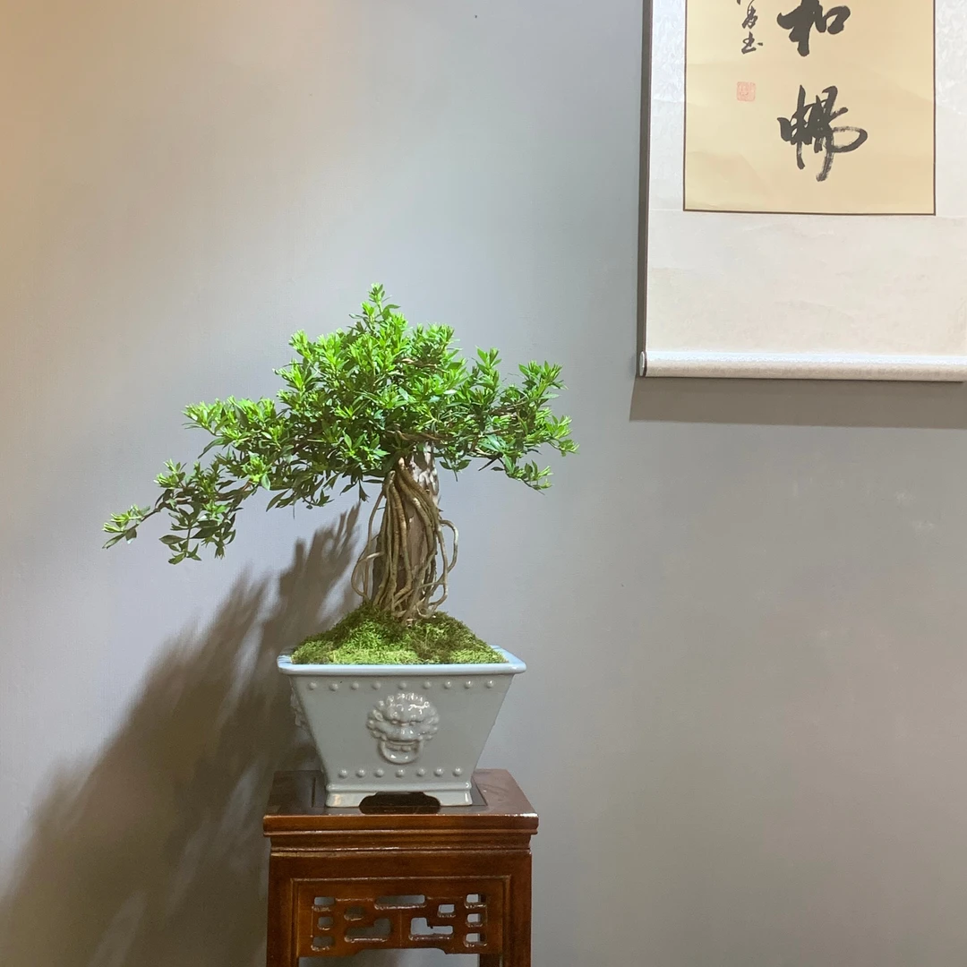 栀子花带盆包邮带花苞