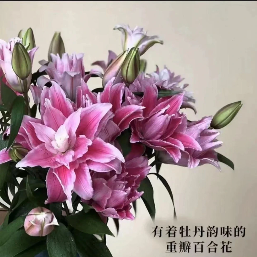 （爱琳娜）红色重瓣香水百合浓郁鲜花东北发货居家优选香水百合实物