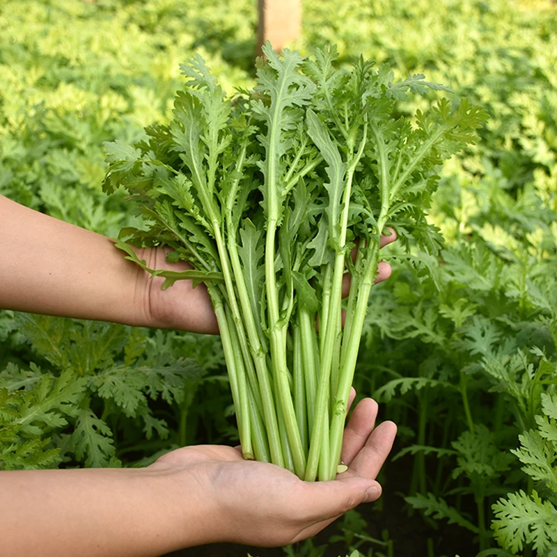 小叶光杆茼蒿种子皇帝菜籽四季简单蔬菜