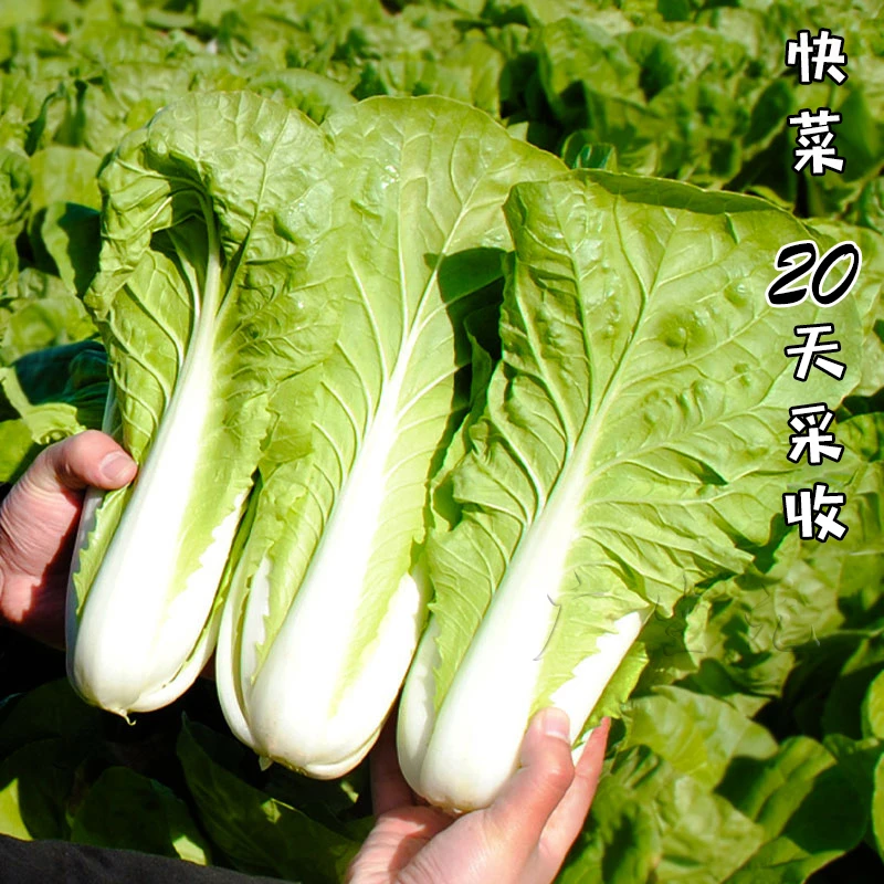 25天采收奶油快菜小白菜种子四季播种简单高产蔬菜