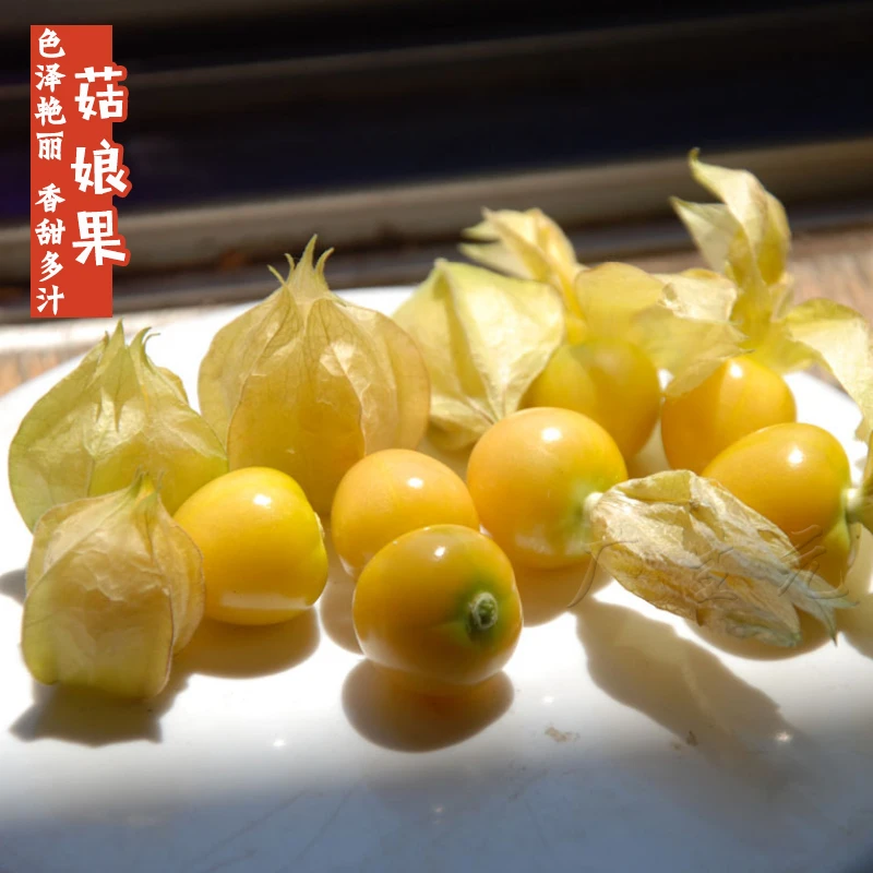 黄姑娘果种子四季甜姑娘灯笼果清香种籽简单蔬菜
