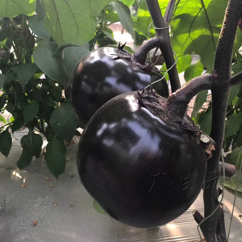 圆茄种子大快圆茄子种籽春夏季四季阳台种植盆栽蔬菜苗幼苗秧孑