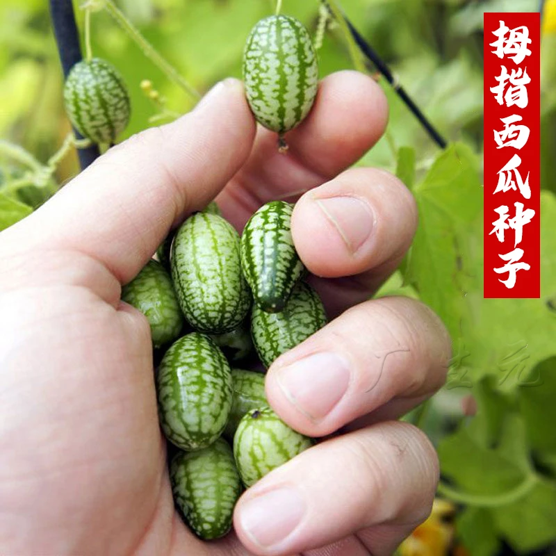 拇指西瓜种子可爱简单营养礼品型原装迷你新鲜小西瓜种籽四季栽种