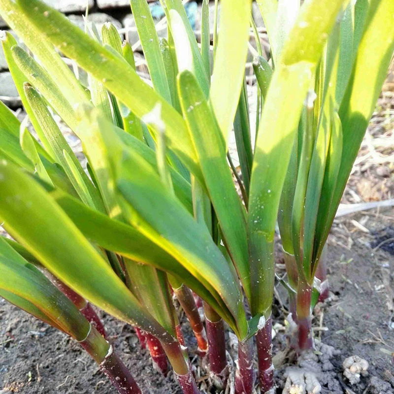 寿光独根红韭菜种子籽四季紫根雪韭盆栽韮菜种根阳台春秋蔬菜种孑