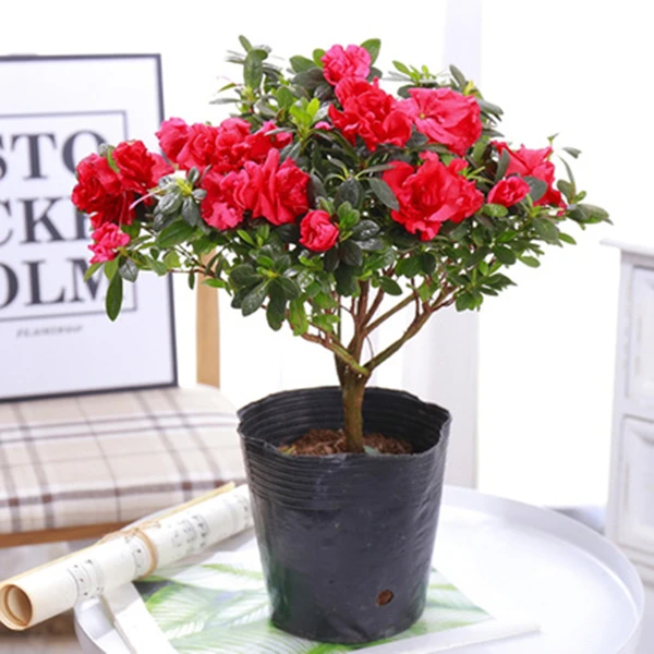 四季杜鹃花盆栽带花苞大棵杨梅红杜鹃老桩好养花卉植物