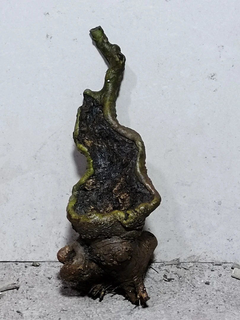 绿植多品种邮费补拍链接