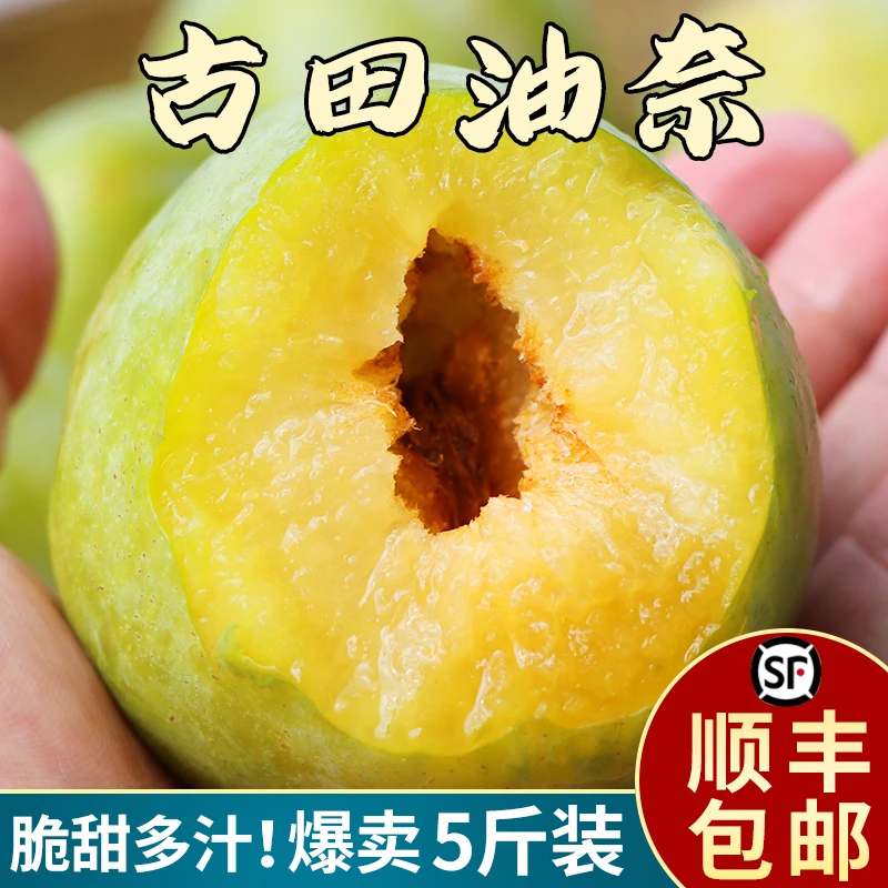 福建高山古田油奈青脆李脆甜脱骨新鲜水果5斤蜜脆李子【顺丰包邮】