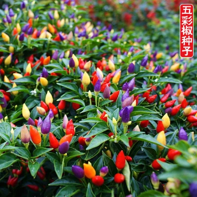 辣椒种子五彩椒辣椒苗盆栽七彩辣椒种孑四季种植朝天椒蔬菜种籽