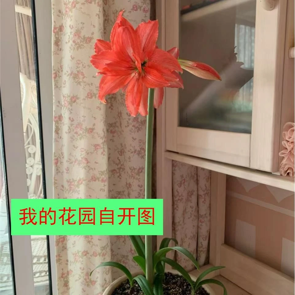 ~芭蕾舞女~南非品种朱顶红