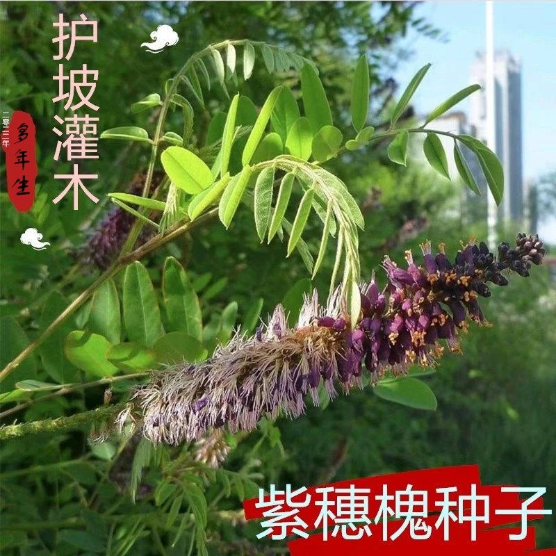 护坡草灌木种子紫穗槐胡枝子荆条木豆猪屎豆刺槐种子边坡绿化固土