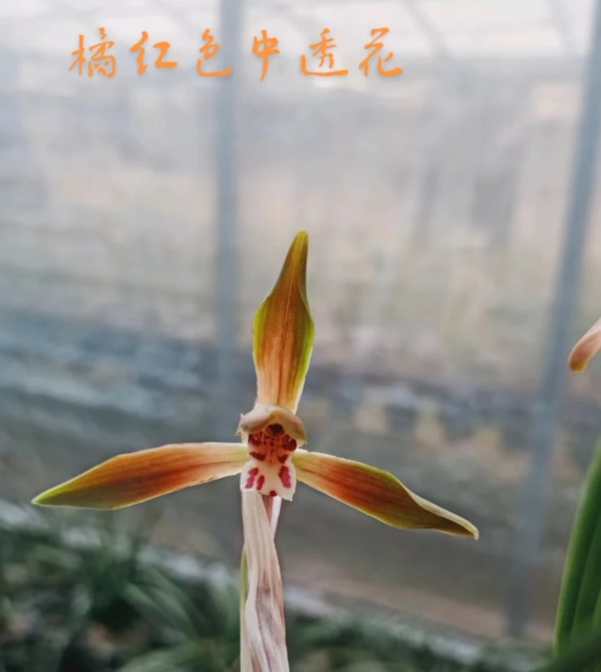 春兰精品，朱金中透花