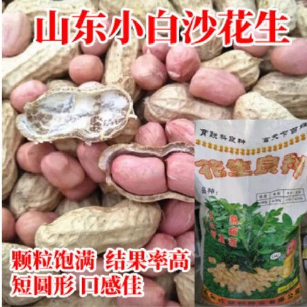 小白沙花生带壳花生种子白皮薄皮花生早熟高产大田春夏播花生种子