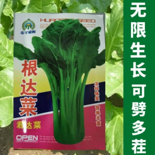 根达菜种子 牛皮菜 莙荙菜 君达菜 易种阳台种菜 四季蔬菜种子