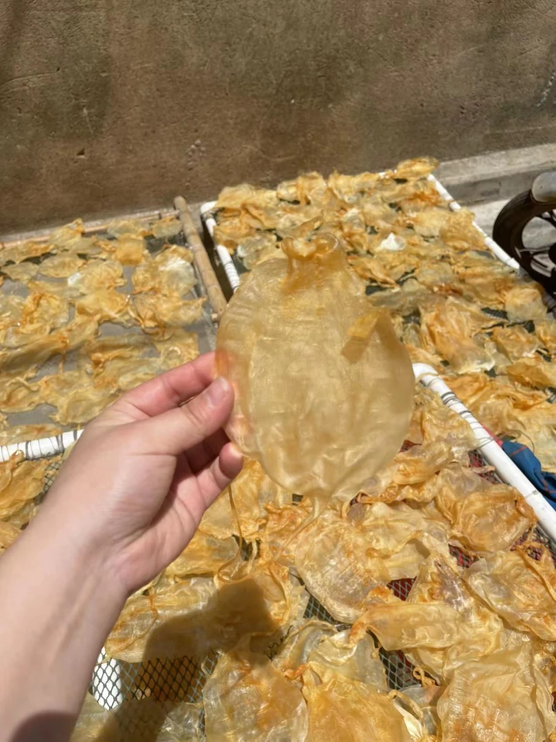 广东潮汕+斗湖公鱼鳔