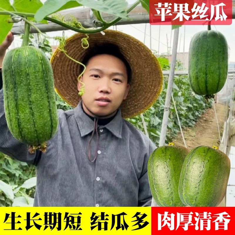 【果小胖推荐】苹果丝瓜种子家庭种植蔬菜种孑菜瓜种籽