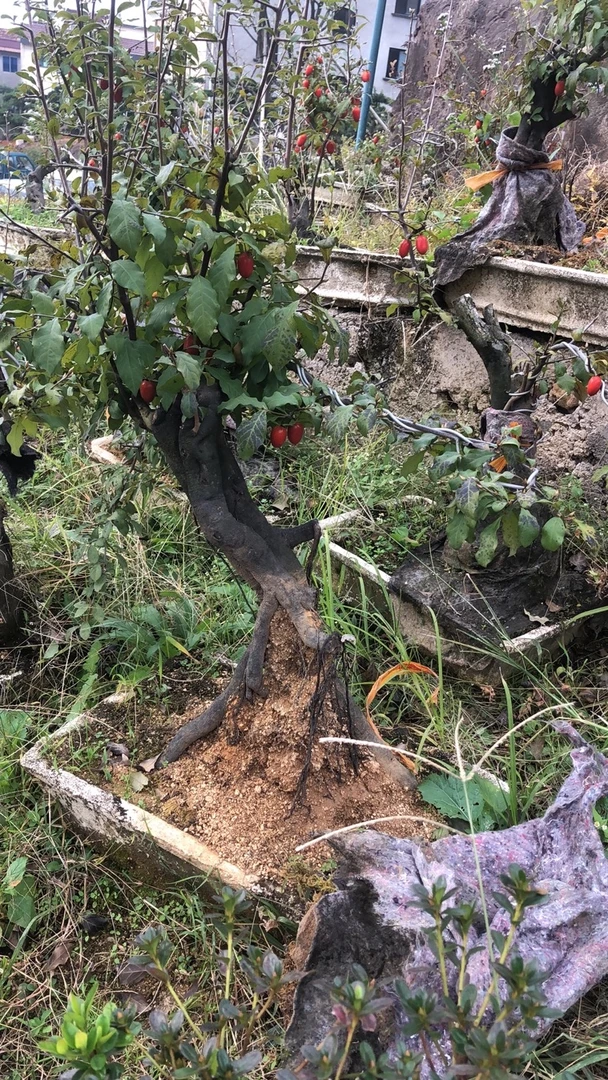 老鸦柿！红花继木盆景精品老桩！