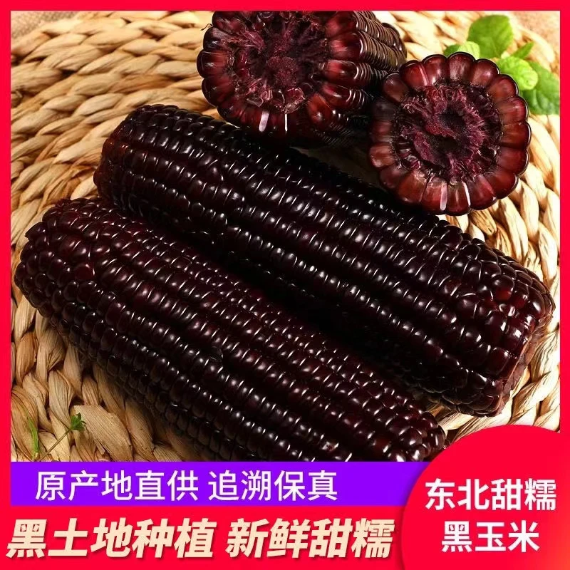 【迷你小黑玉米】东北黑糯玉米棒甜糯粘新鲜采摘12支*200g