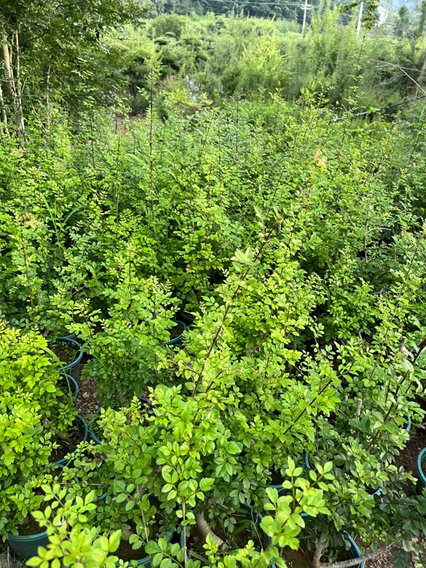 对节白蜡盆景出售阳台小桩素材包邮