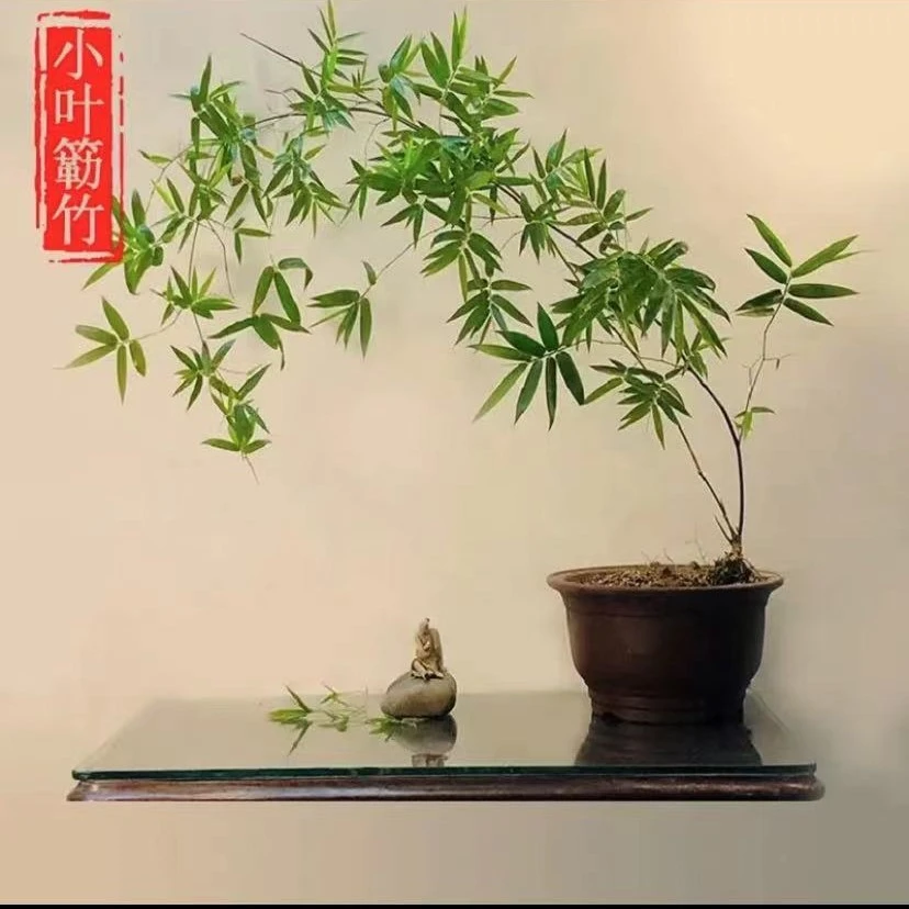 禅意 小叶簕竹 簕竹子苗老桩室内外桌面绿植摆件矮化盆景植物盆栽
