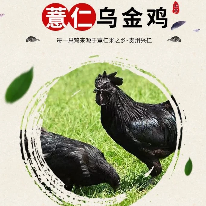 促销贵州扶贫产品兴仁农家散养乌金鸡顺丰包邮真空包装