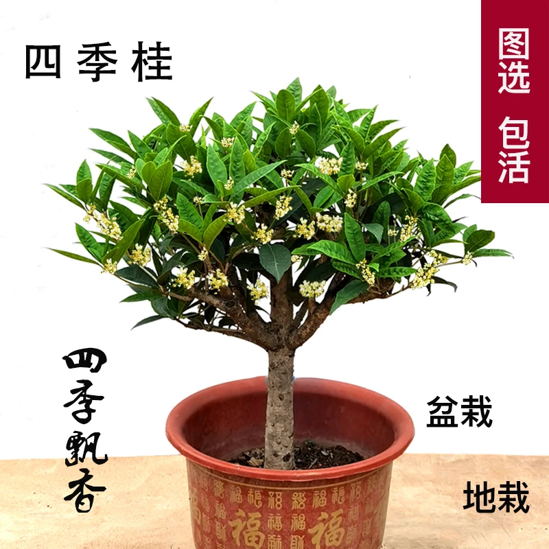 四季桂花树苗盆栽盆景月月四季开花庭院地栽老桩小矮株浓香型原生