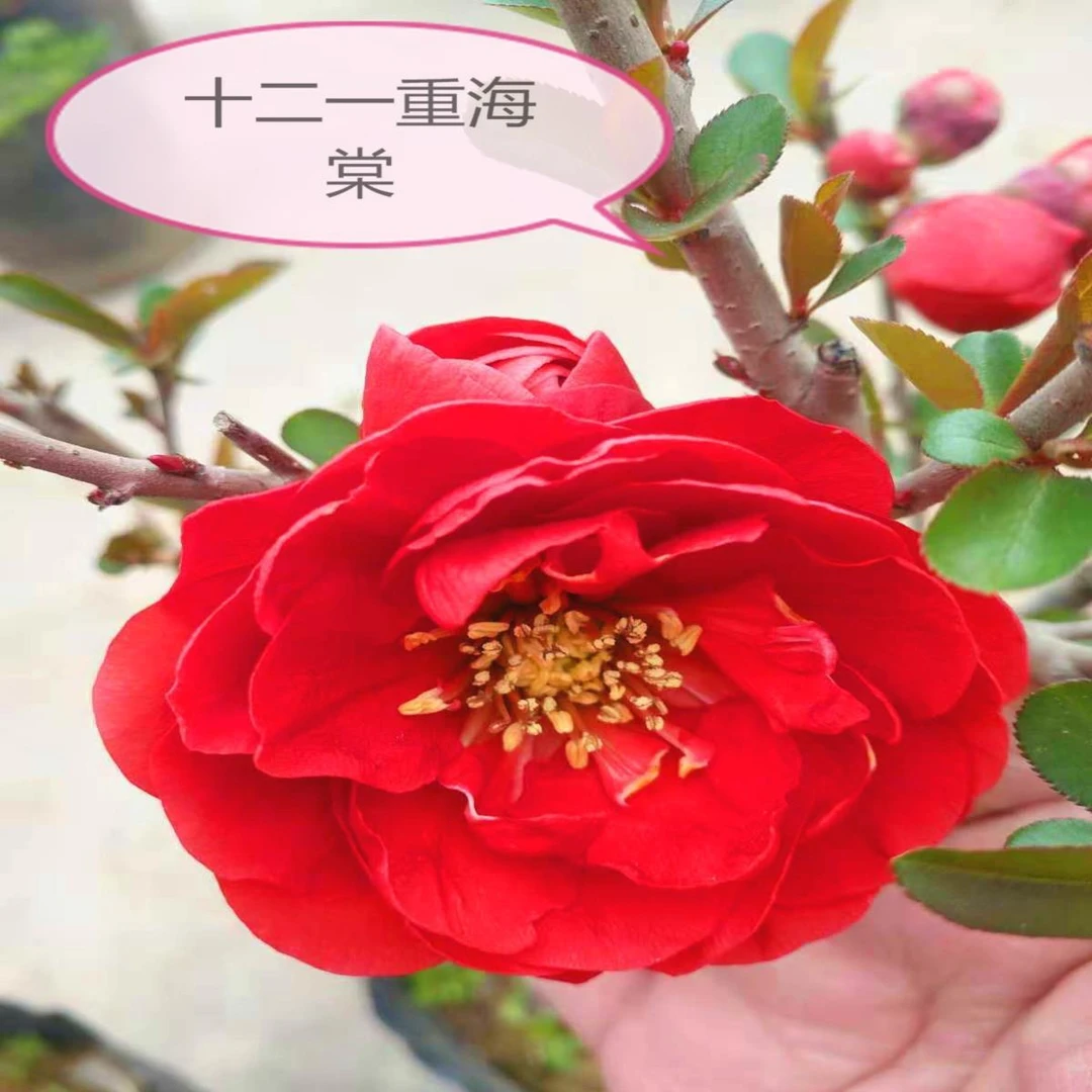 原生十二一重重瓣大花海棠花苗耐寒红牡丹海棠盆景南北方适合种植