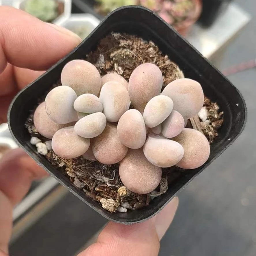 双头桃蛋 多肉植物