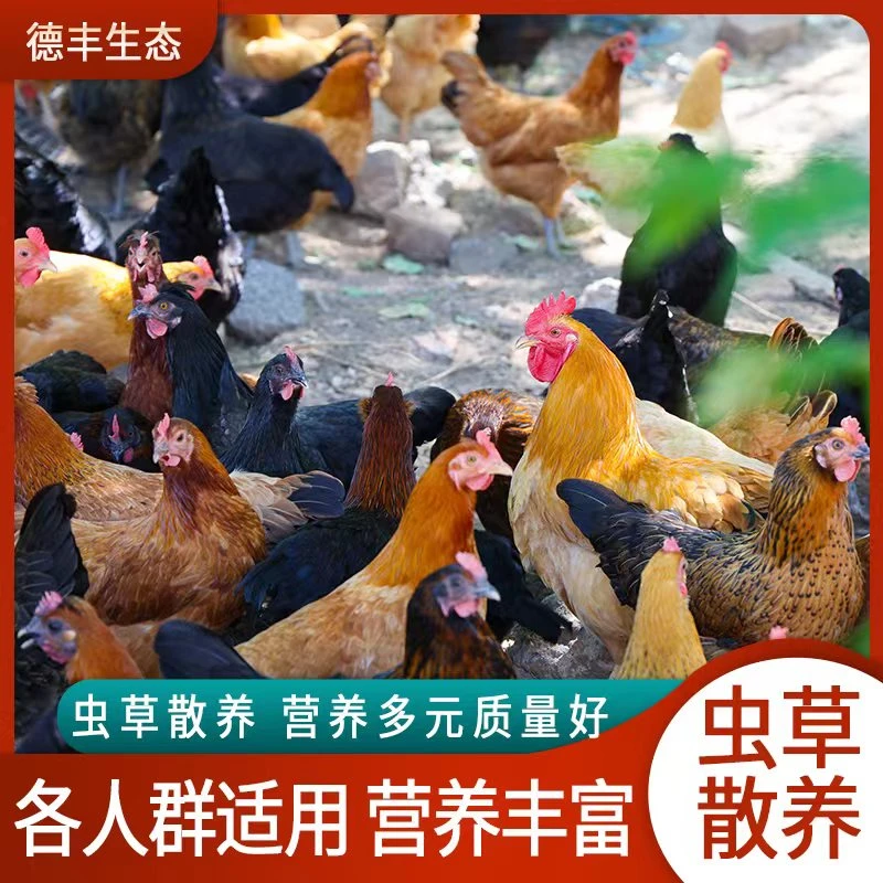 磬灵德丰正宗林下散养老母鸡杀后净重1.8斤—2.3斤