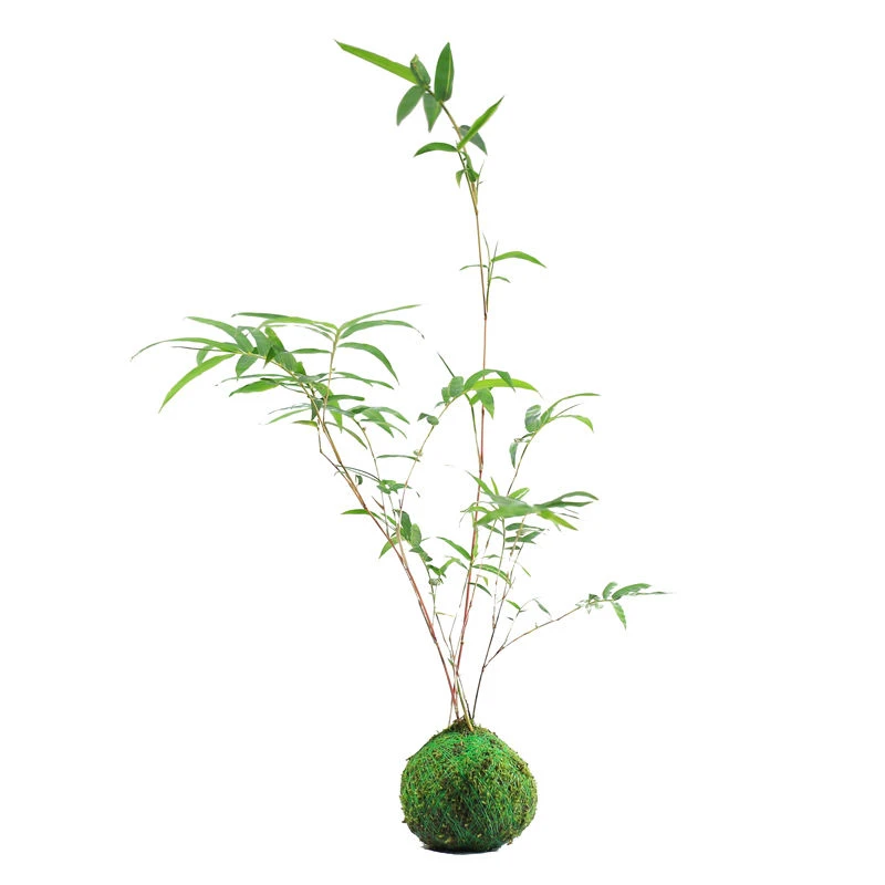苔藓球红竹盆景水培植物室内办公室桌面小盆栽红观音竹