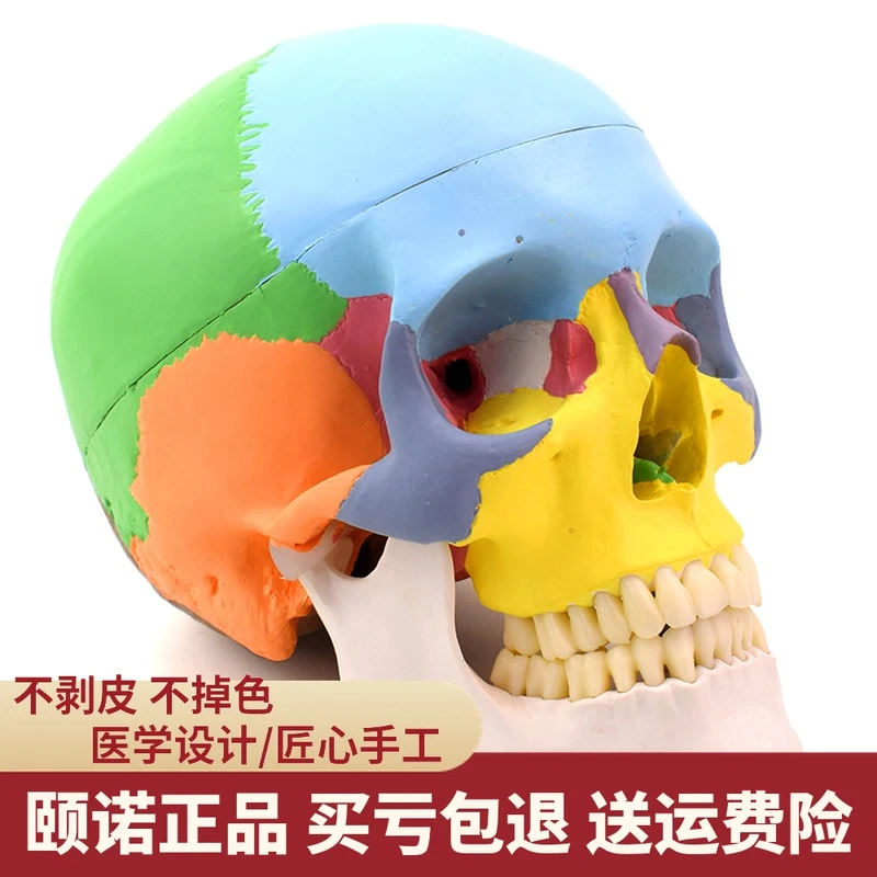 ENOVO颐诺医学人体头骨模型 1:1仿真头颅口腔颌面美容微优质