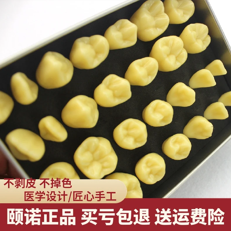 ENOVO MEDICAL MODEL/颐诺2倍雕牙练习指导模型牙颌面口腔模型