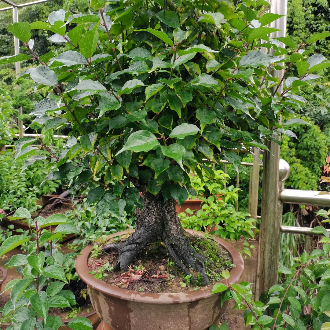 精品，原生，红梅盆景，