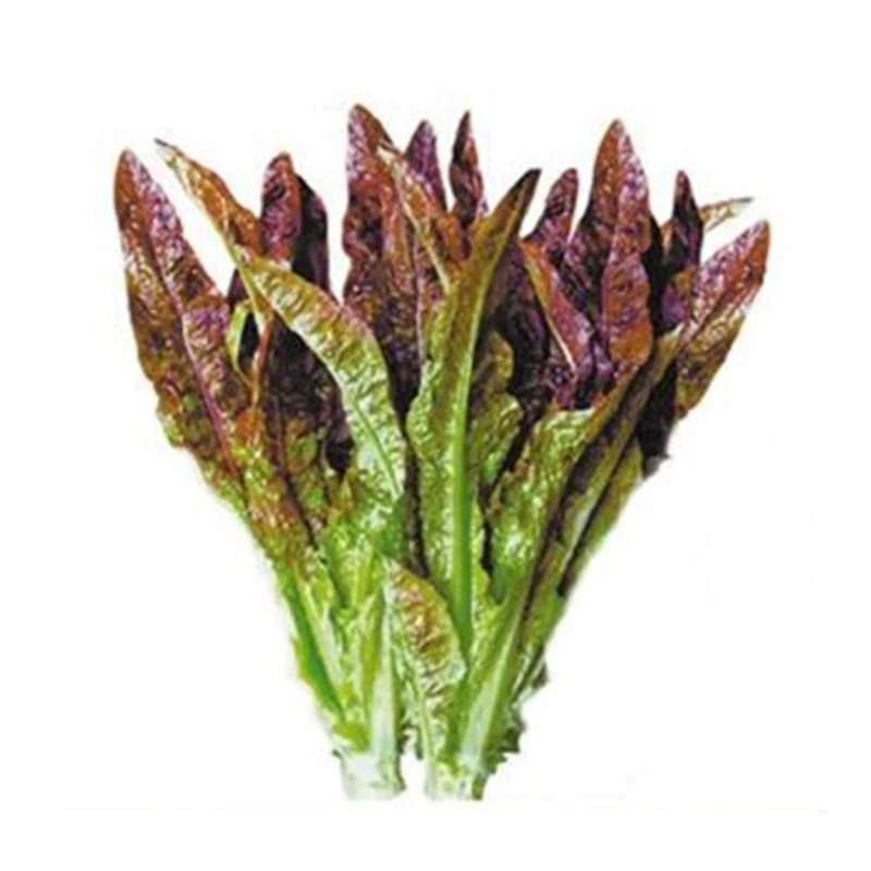 咖啡香麦菜种子油麦菜四季播青菜种籽仔阳台盆栽蔬菜孑菜种大全