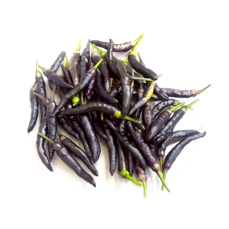 黑辣椒种子辣椒苗秧苗种孑朝天椒青椒甜椒盆栽四季蔬菜种植辣椒