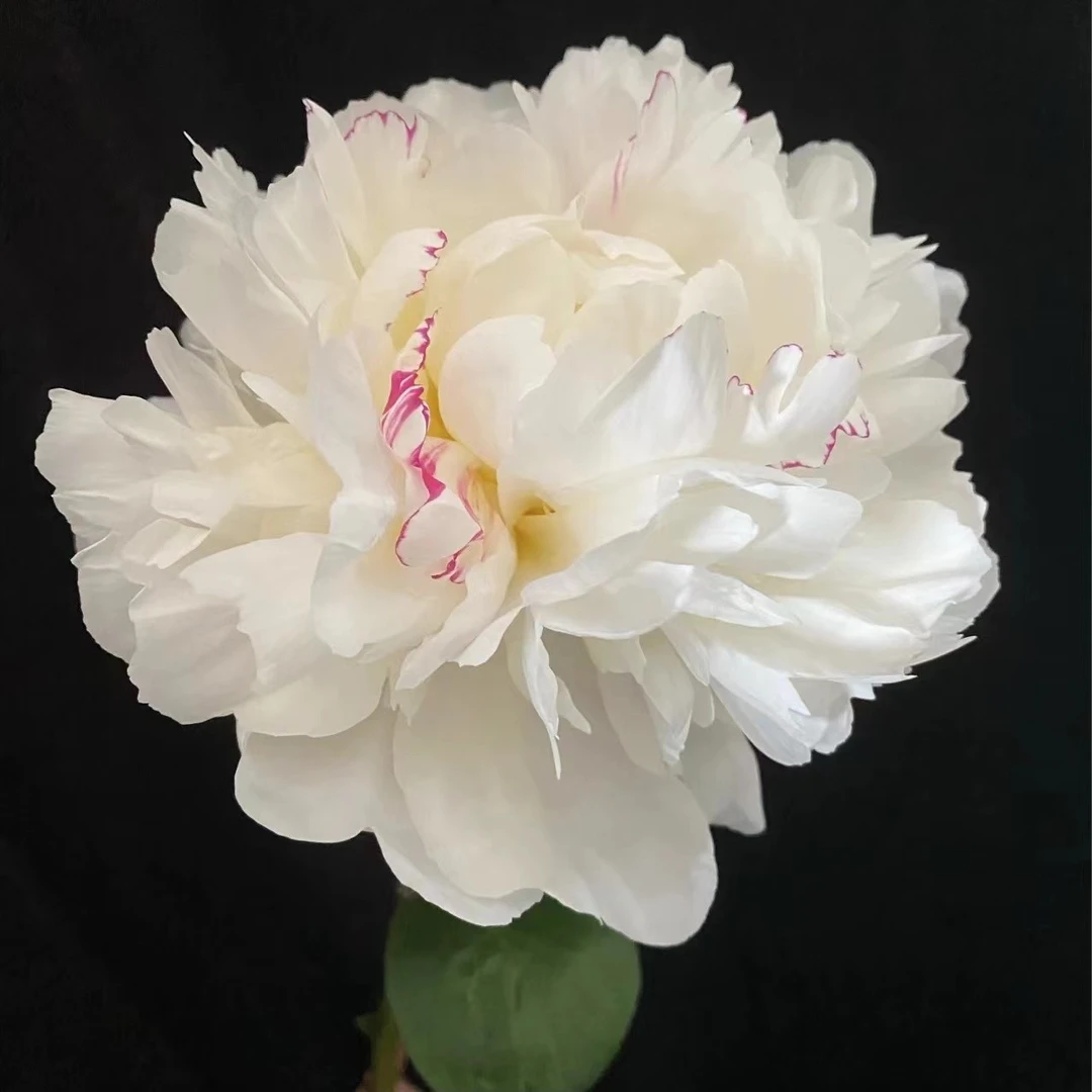 杨妃出浴芍药-阴凉处养护怕热怕风加冰块鲜花